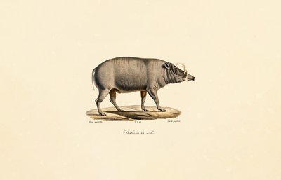 Han Babirusa af Jacques Christophe Werner