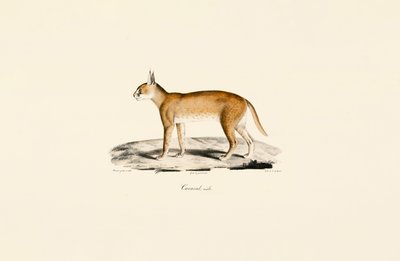 Han-karakal af Jacques Christophe Werner