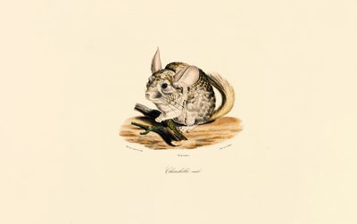 Chinchilla-han af Jacques Christophe Werner