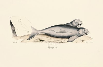 Dugong-han af Jacques Christophe Werner