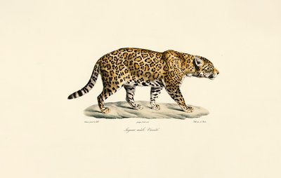 Mandlig jaguar af Jacques Christophe Werner