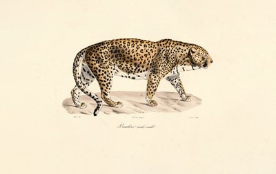 Leopard-han af Jacques Christophe Werner