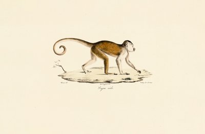 Han-kapucin med tuf af Jacques Christophe Werner