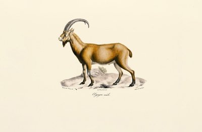 Vild ged af hankøn af Jacques Christophe Werner