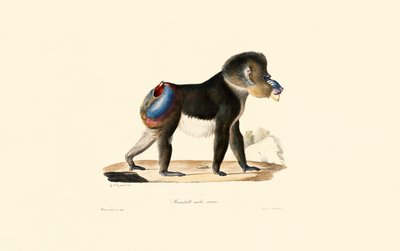 Mandrill af Jacques Christophe Werner