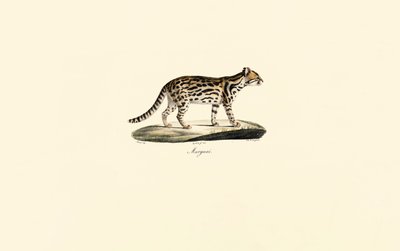 Margay af Jacques Christophe Werner