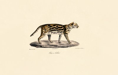 Margay Cat af Jacques Christophe Werner