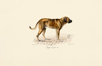 Mastiff af Jacques Christophe Werner