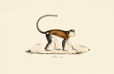 Mona Abe af Jacques Christophe Werner