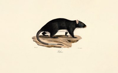 Bisamrotte af Jacques Christophe Werner