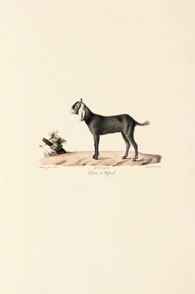 Nepalesisk ged af Jacques Christophe Werner