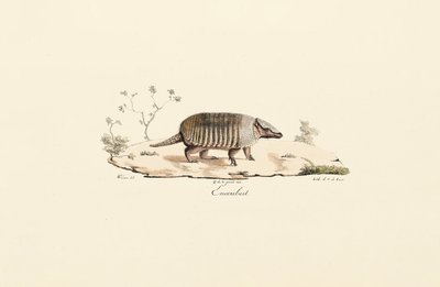 Nibåndet bæltedyr af Jacques Christophe Werner