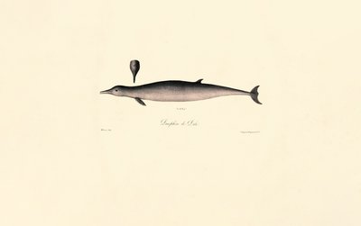 Den nordlige flodhval af Jacques Christophe Werner