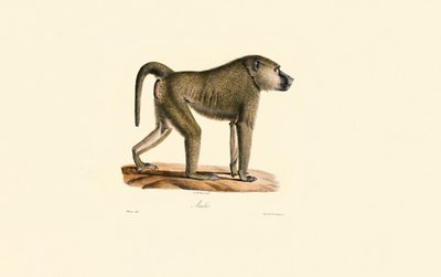Olivenbavian af Jacques Christophe Werner