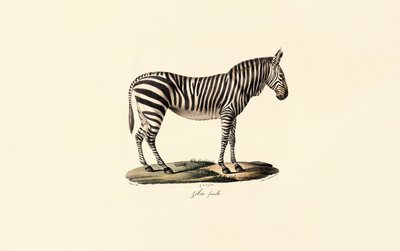 Sletternes zebra, hun af Jacques Christophe Werner