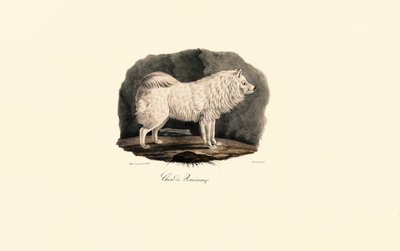 Pomeranian af Jacques Christophe Werner