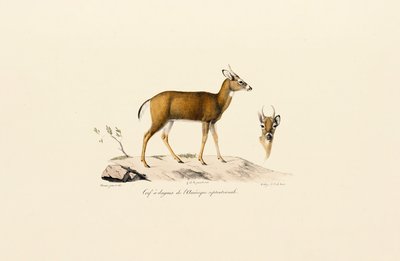 Pronghorn-antilope af Jacques Christophe Werner