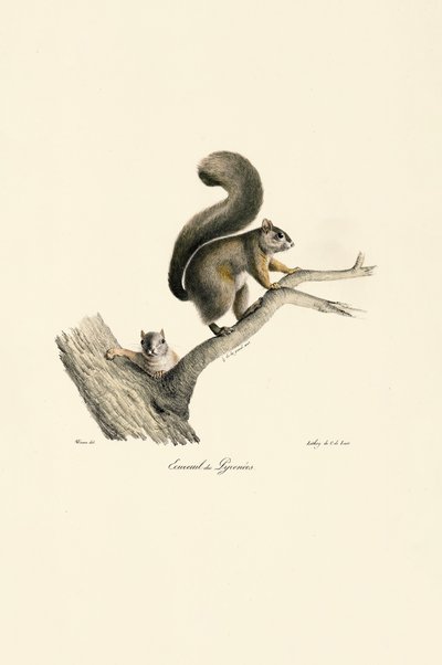 Pyrenæisk egern med unge af Jacques Christophe Werner