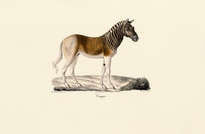 Quagga af Jacques Christophe Werner