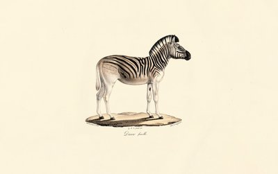 Quagga, hun af Jacques Christophe Werner