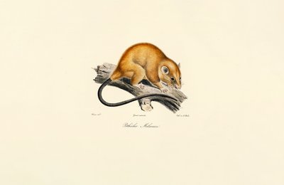 Rødbuget egern (Pithécidie Mélanure) af Jacques Christophe Werner