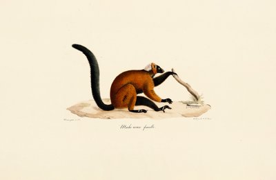 Lemur med rødt ansigt af Jacques Christophe Werner