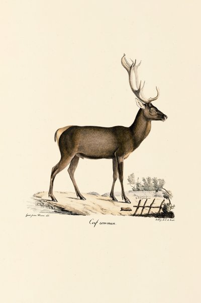 Red Deer af Jacques Christophe Werner