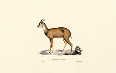 Dykker i den røde skov af Jacques Christophe Werner