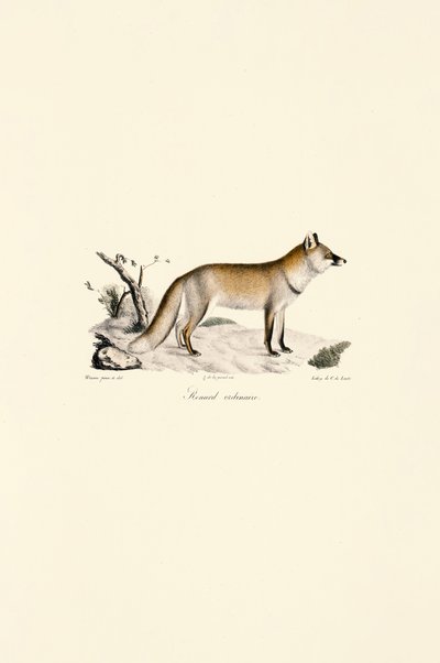 Rød ræv (Vulpes vulpes) af Jacques Christophe Werner