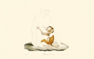 Rhesus makak spædbarn af Jacques Christophe Werner