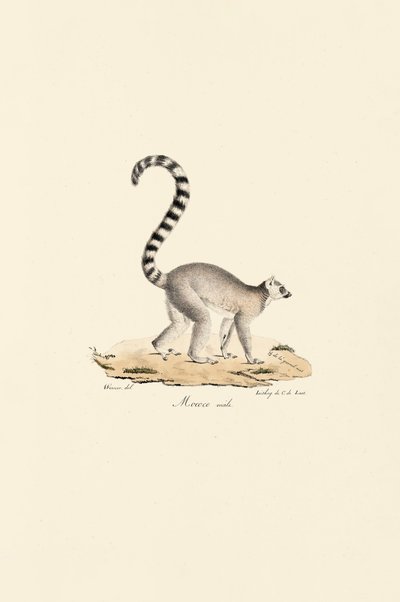 Ringhalet lemur han af Jacques Christophe Werner