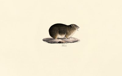 Klippehyrax af Jacques Christophe Werner