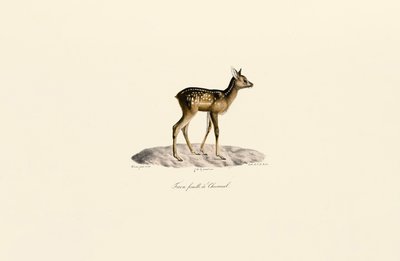 Råvildt, krondyr af Jacques Christophe Werner