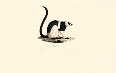 Ruffed Lemur af Jacques Christophe Werner