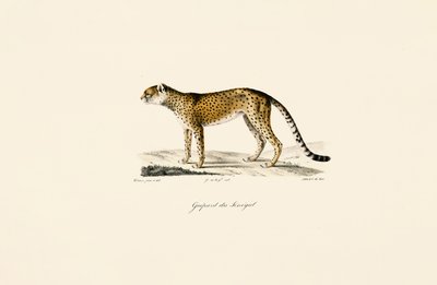 Senegals gepard af Jacques Christophe Werner
