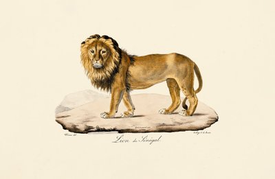 Senegals løve af Jacques Christophe Werner