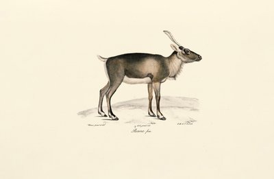 Sibirisk moskushjort (Moschus moschiferus) af Jacques Christophe Werner