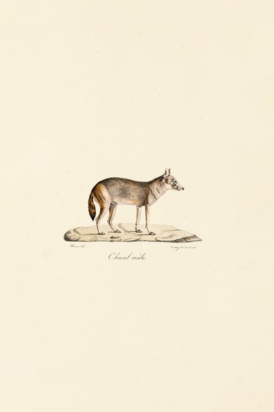 Sidestribet sjakal af Jacques Christophe Werner