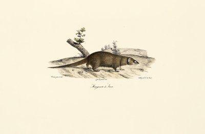 Lille asiatisk mongoose af Jacques Christophe Werner