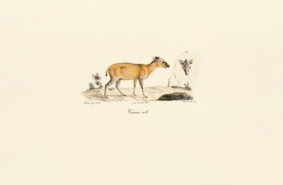 Sydamerikanske hjortearter af Jacques Christophe Werner