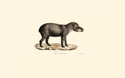 Sydamerikansk tapir af Jacques Christophe Werner