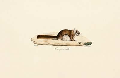 Sydligt flyvende egern (han) af Jacques Christophe Werner