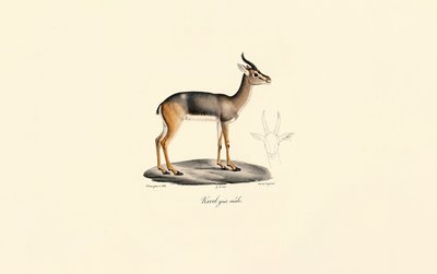 Sydlig rørbuk (Révebi-antilope, han) af Jacques Christophe Werner