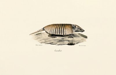 Sydligt trebåndet bæltedyr af Jacques Christophe Werner