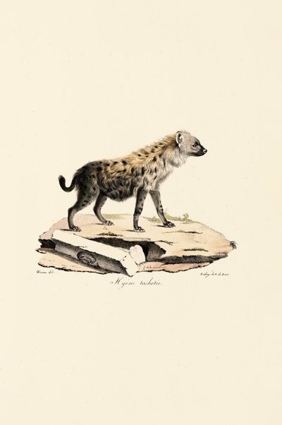 Plettet hyæne af Jacques Christophe Werner