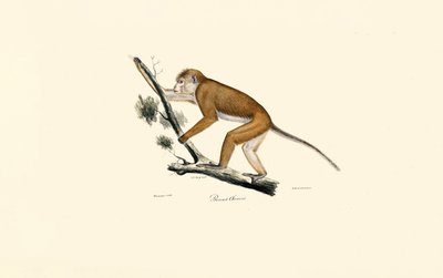 Tibetansk makak af Jacques Christophe Werner