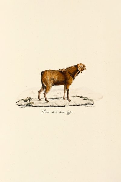 Øvre egyptisk gedebuk af Jacques Christophe Werner