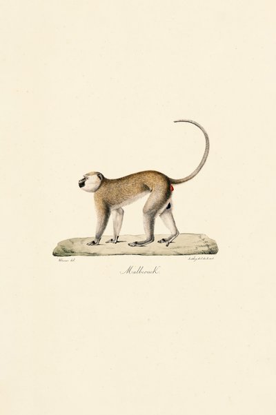 Vervet-abe (Malbrouck) af Jacques Christophe Werner