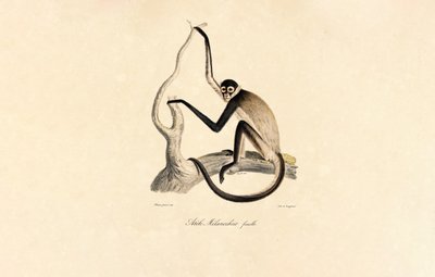 Hvidbuget edderkoppeabe (hun) af Jacques Christophe Werner