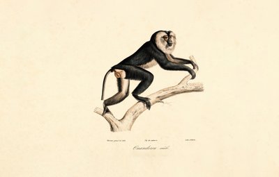 Mangabey med hvid krave (han) af Jacques Christophe Werner